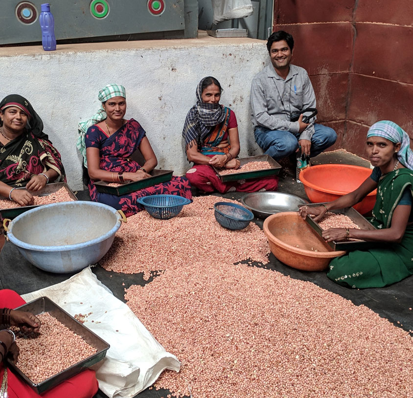 Rural women and a field coordinator sorting groundnut harvest together